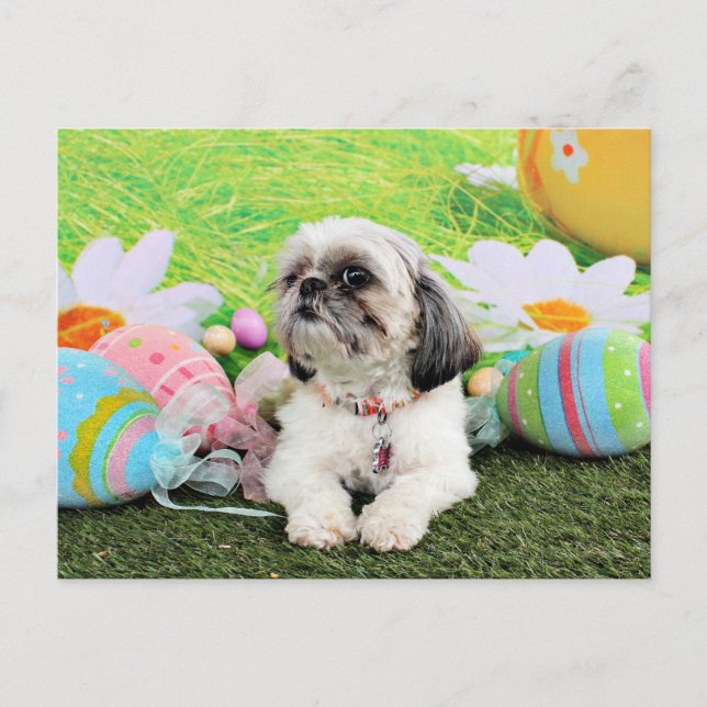 Easter - Shih Tzu - Sophie Holiday Postcard (Front)
