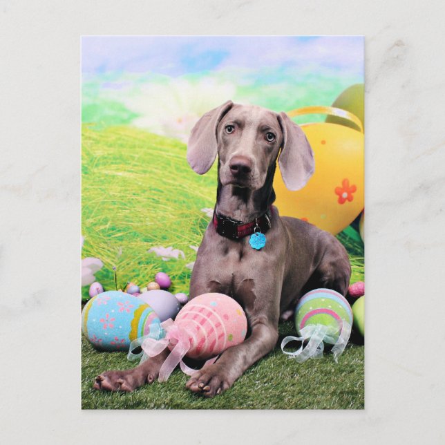 Easter - Weimaraner - Ben Holiday Postcard (Front)