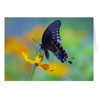 Eastern Black Swallowtail