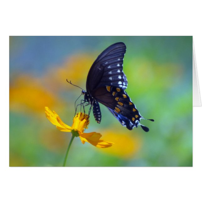 Eastern Black Swallowtail (Front Horizontal)