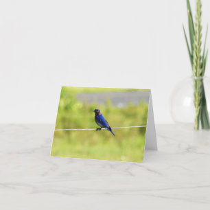 Eastern Bluebird #1 - Blank Note Card