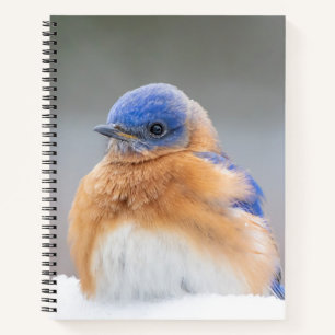 Eastern Bluebird Bird Office Gifts Notebook Spiral