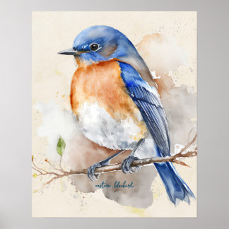 Eastern Bluebird Blue Orange Rustic Watercolor  Poster