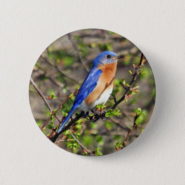 Eastern Bluebird Button (Front)