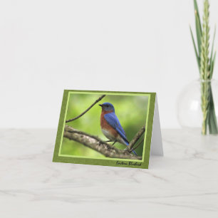 Eastern Bluebird Card