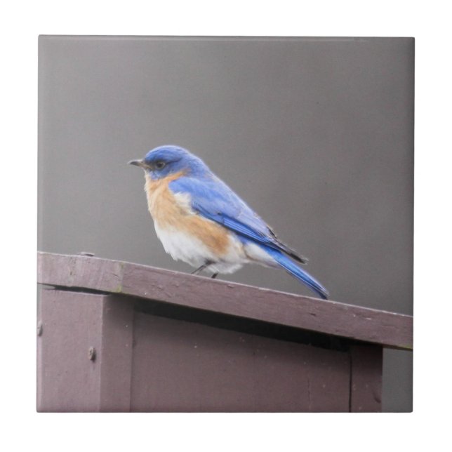 Eastern Bluebird Ceramic Tile (Front)