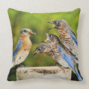 Eastern Bluebird Cushion