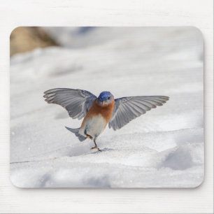 Eastern Bluebird dancing in the snow Mouse Pad