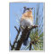 Eastern Bluebird Greeting Card
