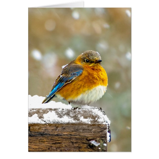 Eastern Bluebird in Snow - Original Photograph (Front)