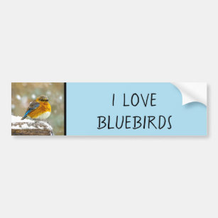 Eastern Bluebird in Snow - Original Photograph Bumper Sticker