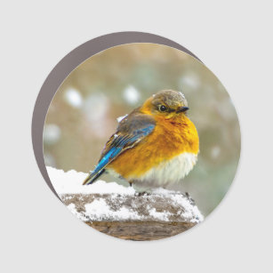 Eastern Bluebird in Snow - Original Photograph Car Magnet