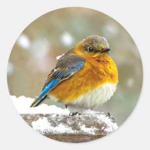 Eastern Bluebird in Snow - Original Photograph Classic Round Sticker