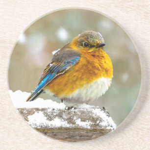 Eastern Bluebird in Snow - Original Photograph Coaster
