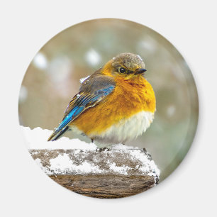 Eastern Bluebird in Snow - Original Photograph Magnet
