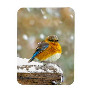 Eastern Bluebird in Snow - Original Photograph Magnet