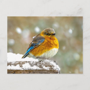 Eastern Bluebird in Snow - Original Photograph Postcard