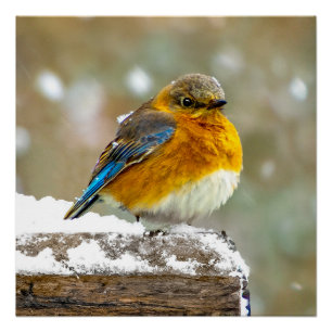 Eastern Bluebird in Snow - Original Photograph Poster