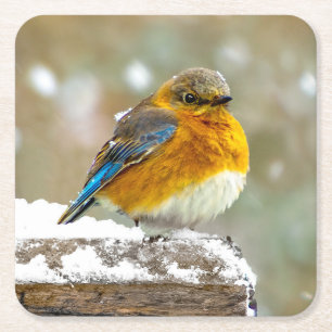 Eastern Bluebird in Snow - Original Photograph Square Paper Coaster