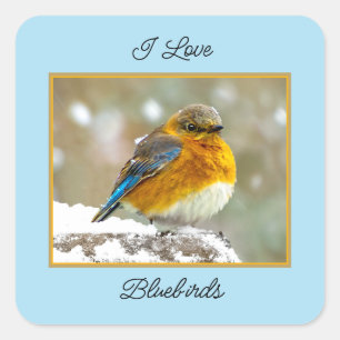 Eastern Bluebird in Snow - Original Photograph Square Sticker