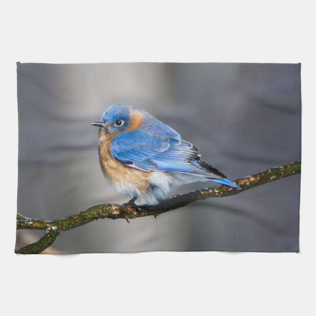 Eastern Bluebird Kitchen Towel (Horizontal)