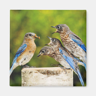 Eastern Bluebird Magnet