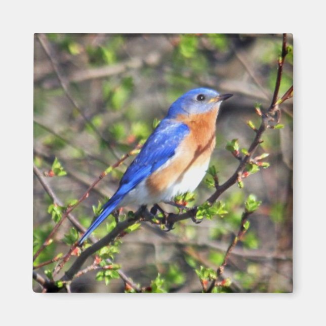 Eastern Bluebird Magnet (Front)