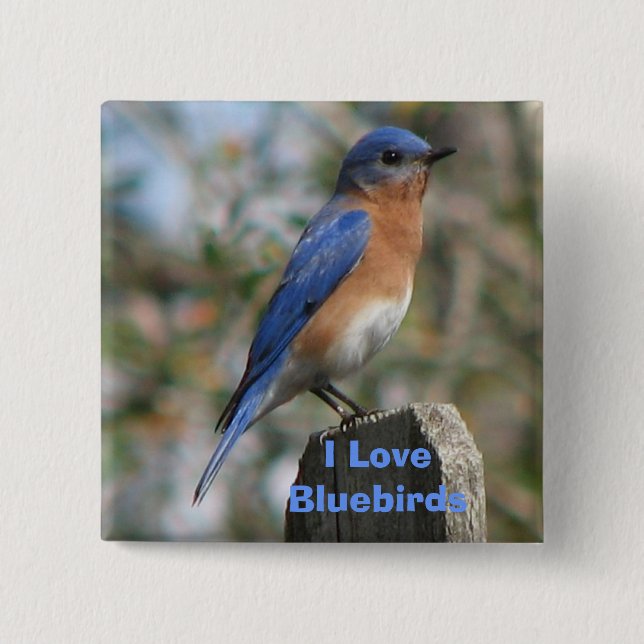 Eastern Bluebird Male Button (Front)