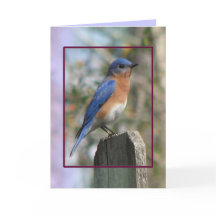Eastern Bluebird Male Card