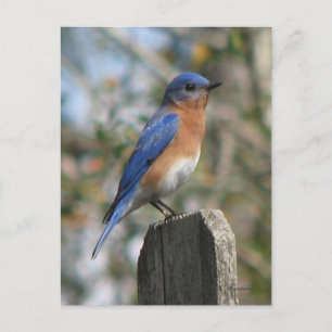 Eastern Bluebird Male Postcard