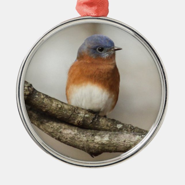 Eastern Bluebird Metal Ornament (Front)