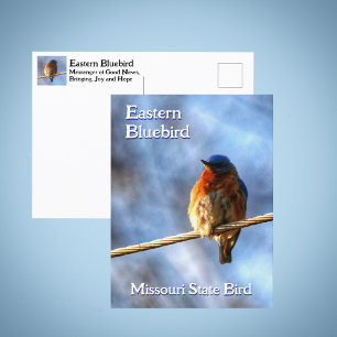 Eastern Bluebird Missouri State Bird Photographic Postcard
