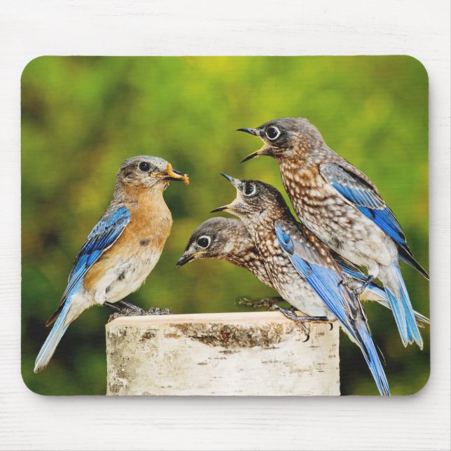Eastern Bluebird Mouse Pad (Front)
