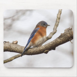 Eastern Bluebird Mouse Pad
