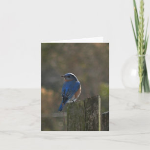 Eastern Bluebird Note Card