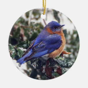 Eastern Bluebird on Holly Christmas Ornament