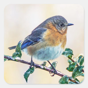 Eastern Bluebird on Ice Covered Limb Sticker