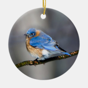 Eastern Bluebird on Limb Christmas Ornament