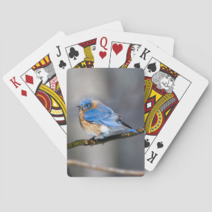 Eastern Bluebird on Limb Playing Cards