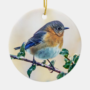 Eastern Bluebird Ornament