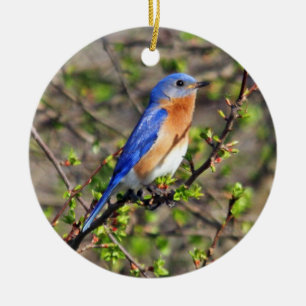 Eastern Bluebird Ornament