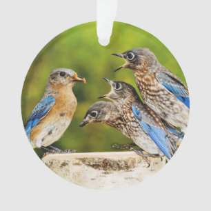 Eastern Bluebird Ornament