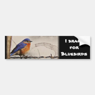 Eastern Bluebird Photo Bumper Sticker