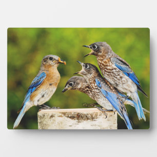 Eastern Bluebird Plaque
