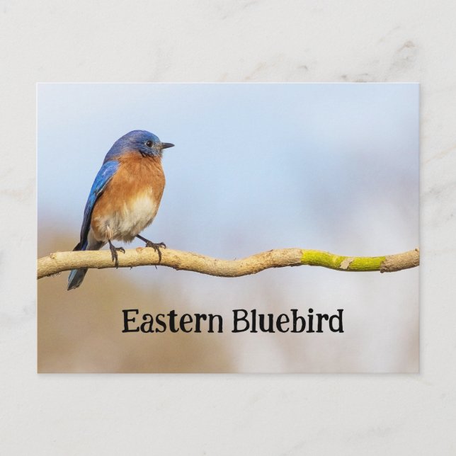 Eastern Bluebird Postcard (Front)