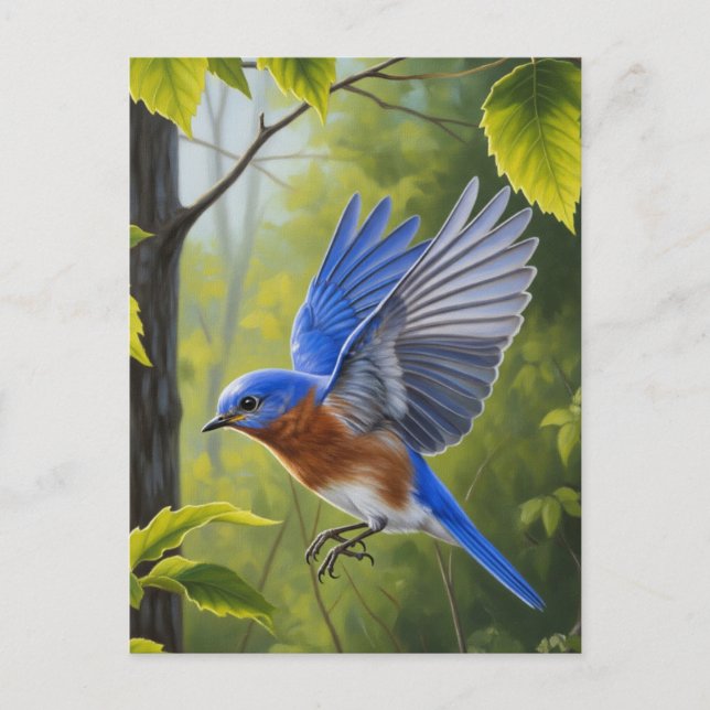 Eastern Bluebird Postcard (Front)