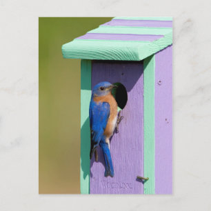 Eastern Bluebird Postcard