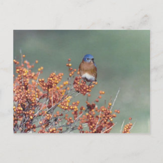 Eastern Bluebird Postcard