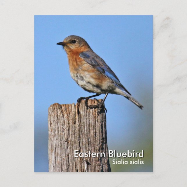 Eastern Bluebird Postcard (Front)