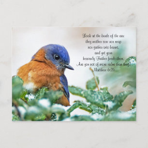 Eastern Bluebird Postcard Matthew 6:26